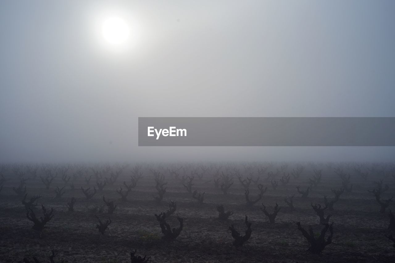 Scenic view of vineyard against sky during foggy weather