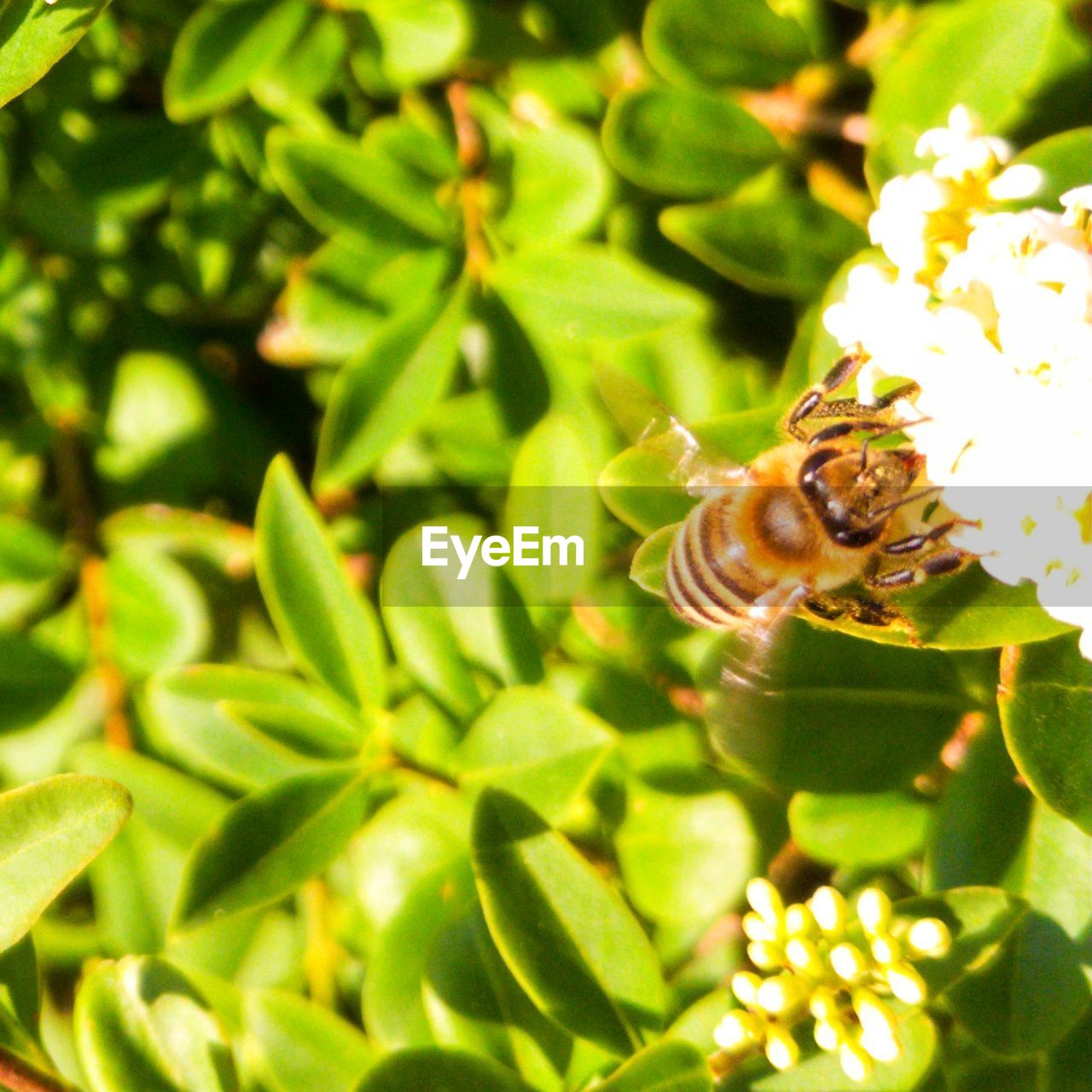 CLOSE-UP OF HONEY BEE POLLINATING ON FLOWER