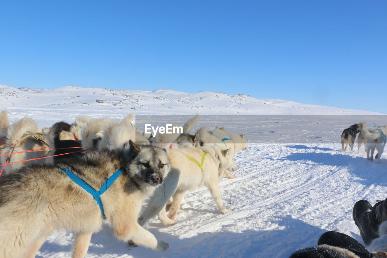 Huskies on snow covered landscape against clear sky