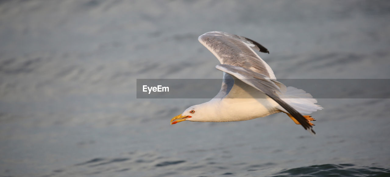 Bird sea gull flies in summer by the mediterranean sea in summer