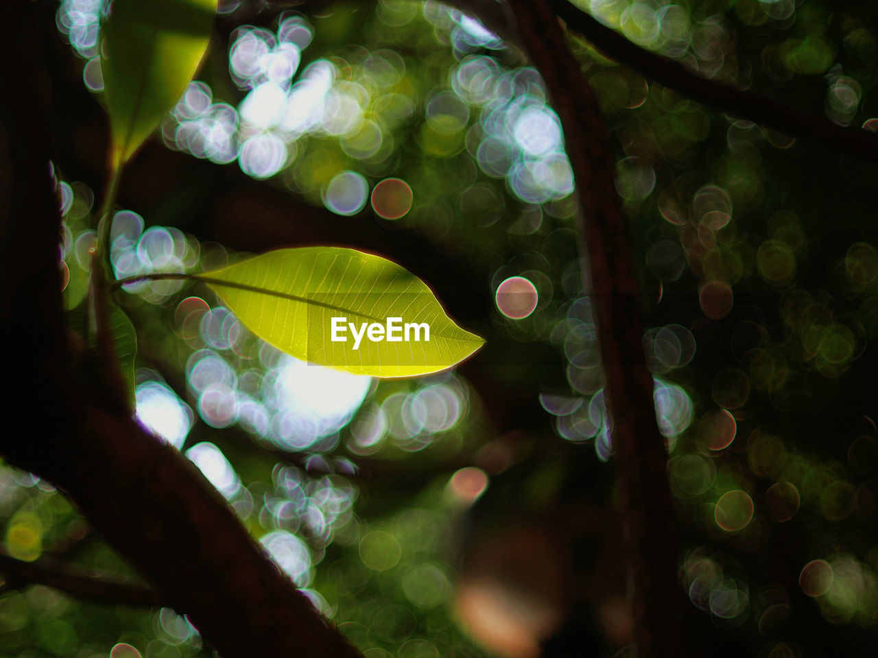 Close-up of leaves on tree