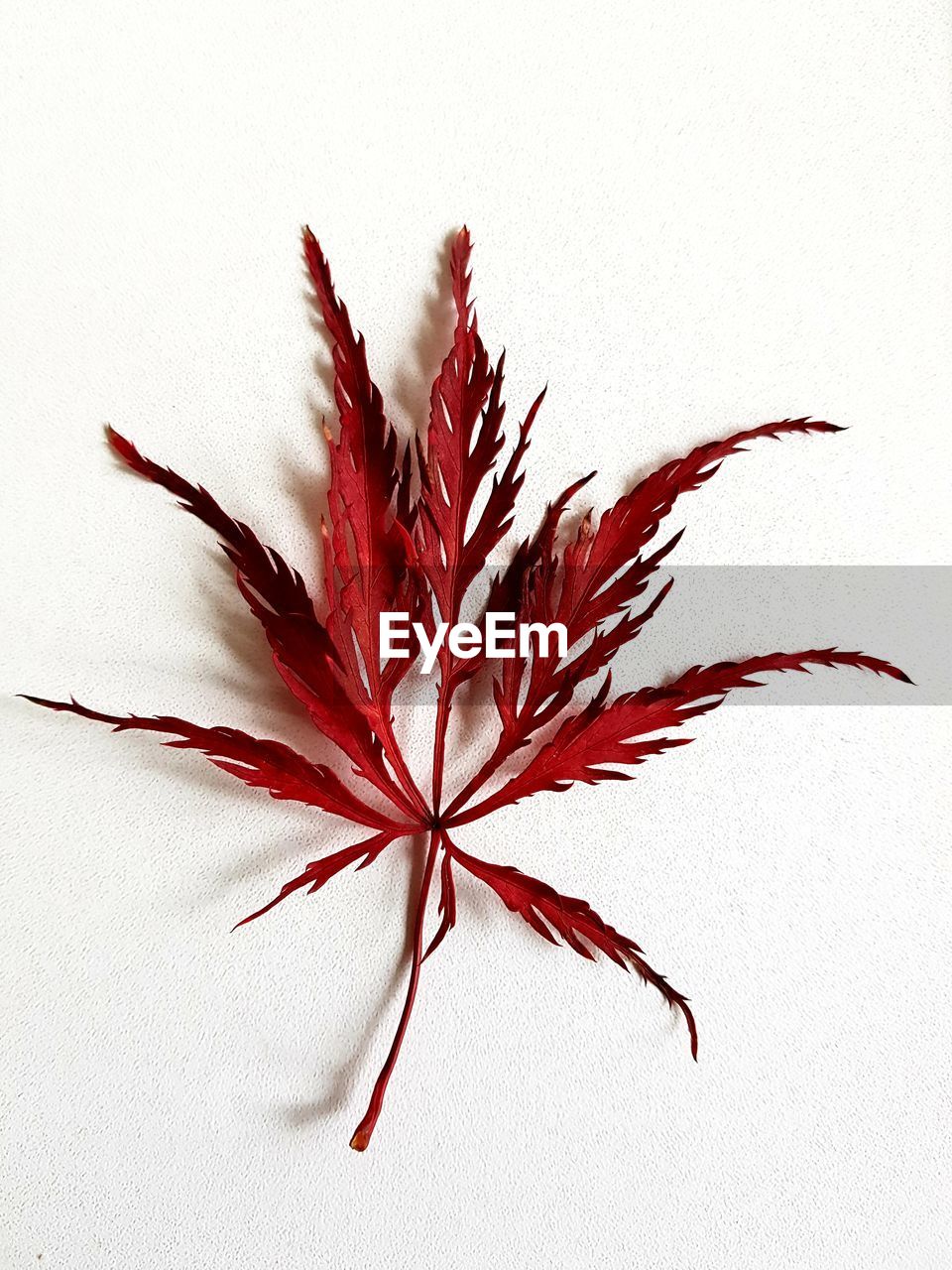 CLOSE-UP OF RED FLOWERING PLANT AGAINST WALL