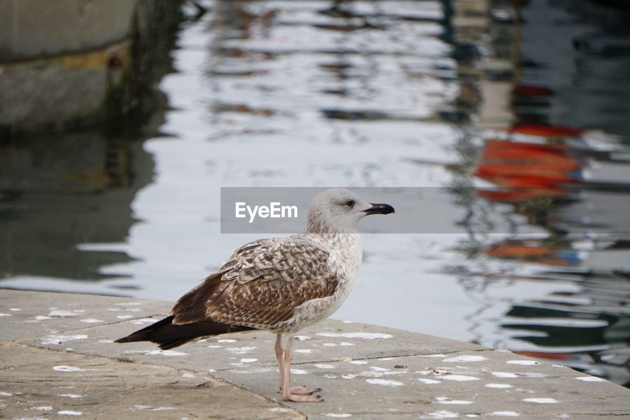 BIRD PERCHING ON A LAKE