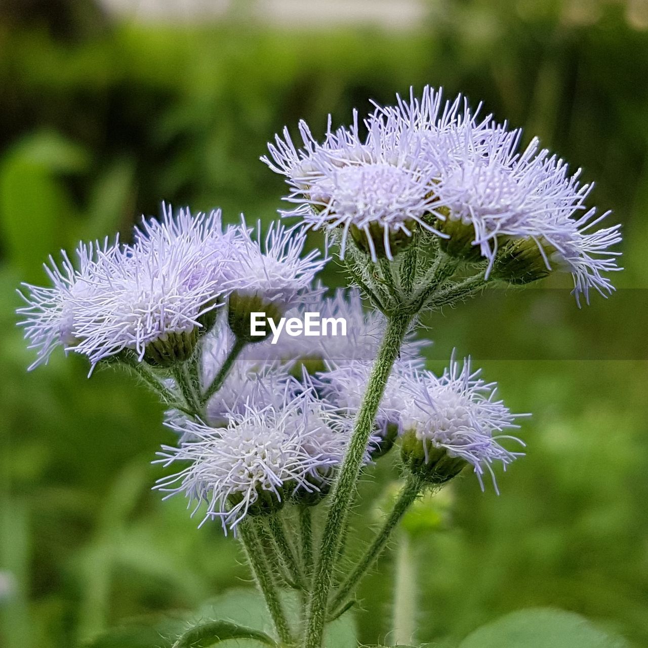 CLOSE-UP OF PURPLE THISTLE FLOWERS