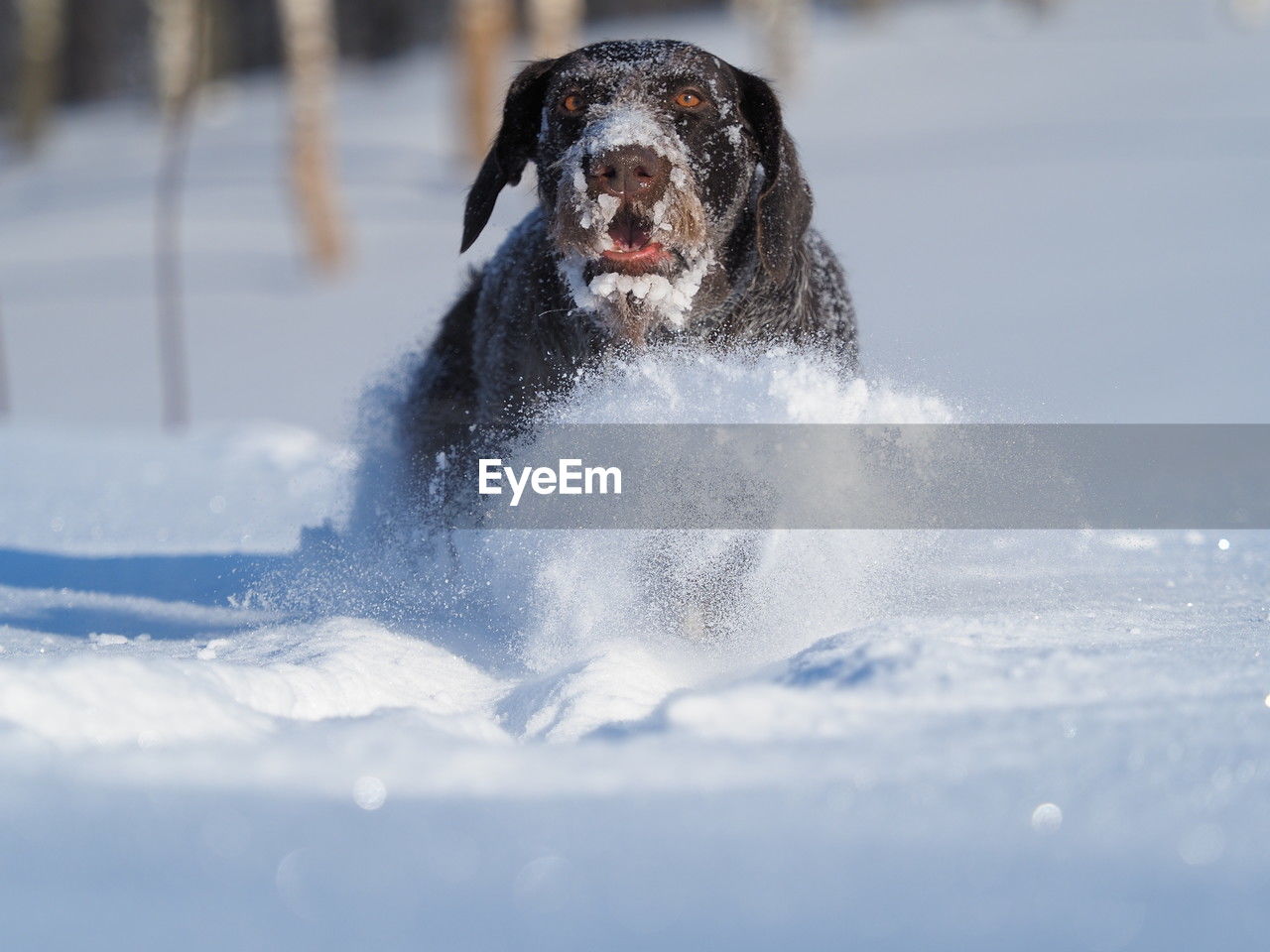 winter, canine, dog, one animal, mammal, snow, animal, animal themes, cold temperature, pet, domestic animals, nature, motion, freezing, day, water, carnivore, fun, outdoors, splashing, front view, sports, no people, selective focus