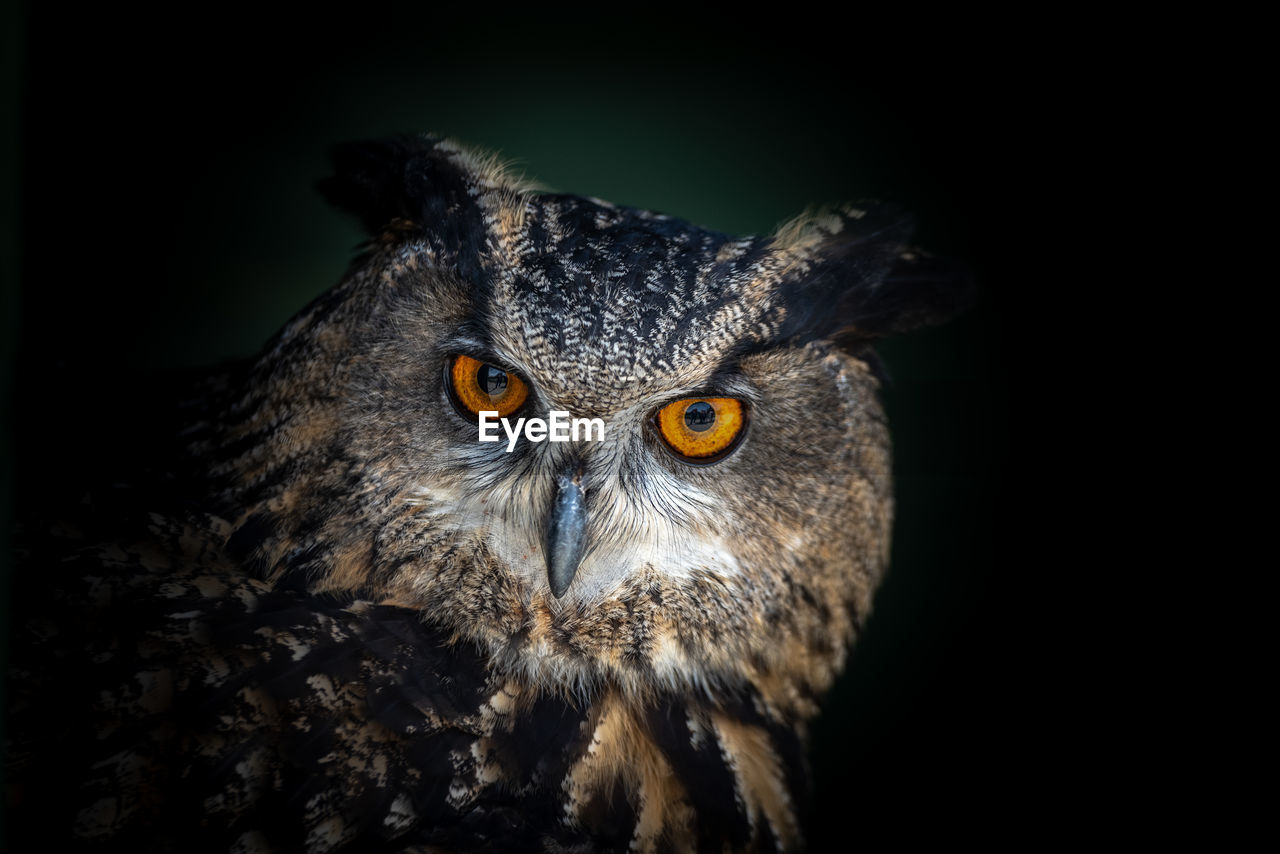 Close-up portrait of owl