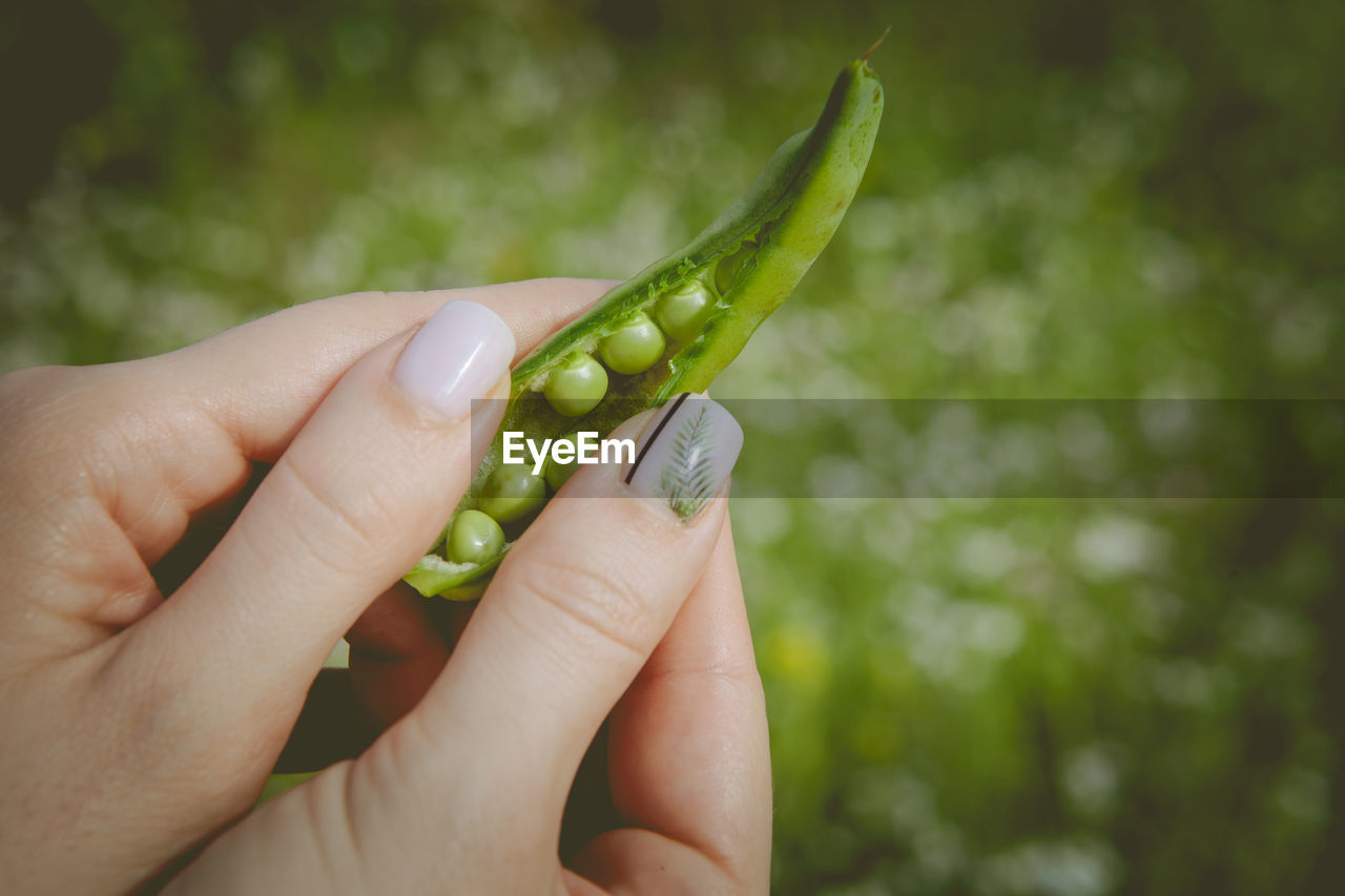 CLOSE-UP OF HANDS HOLDING LEAF