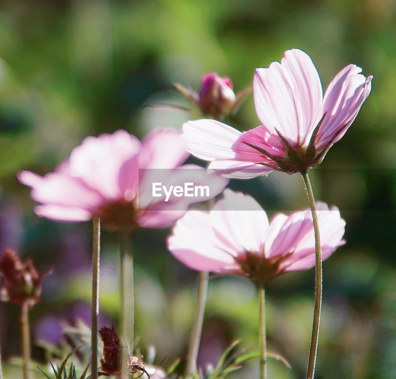 CLOSE-UP OF PURPLE FLOWERING PLANTS