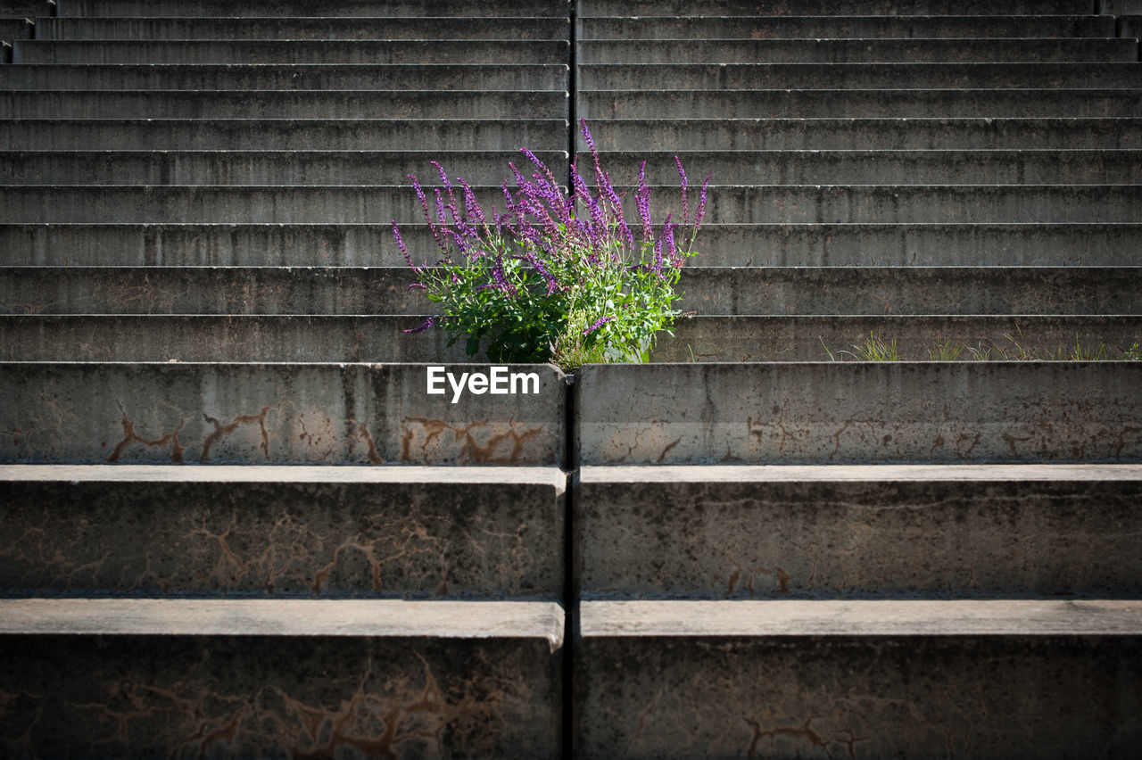 CLOSE-UP OF PURPLE FLOWERING PLANTS ON WALL