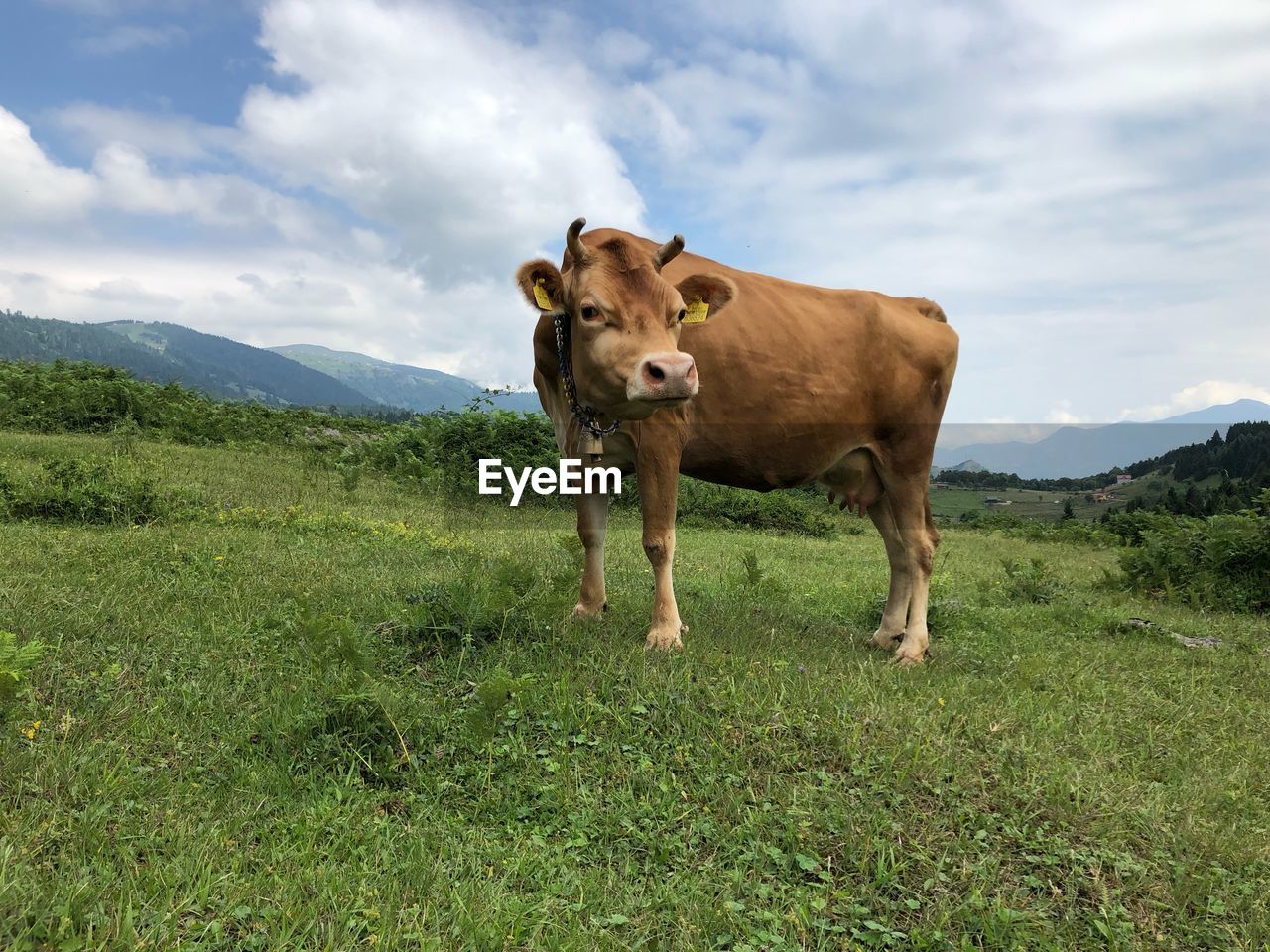 COW STANDING ON FIELD