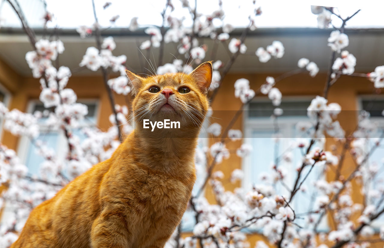 Close-up of ginger cat in the spring time with plum blossom at the background