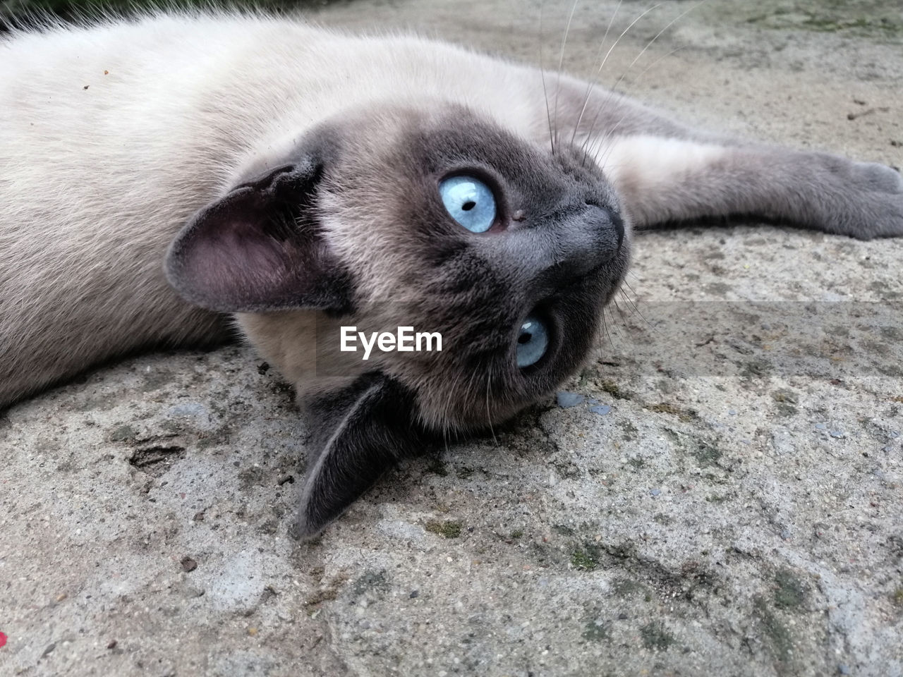 Close-up portrait of cat on rock