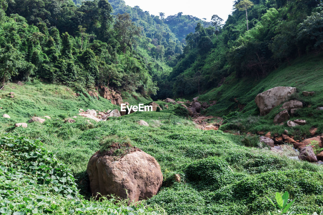 SCENIC VIEW OF FIELD