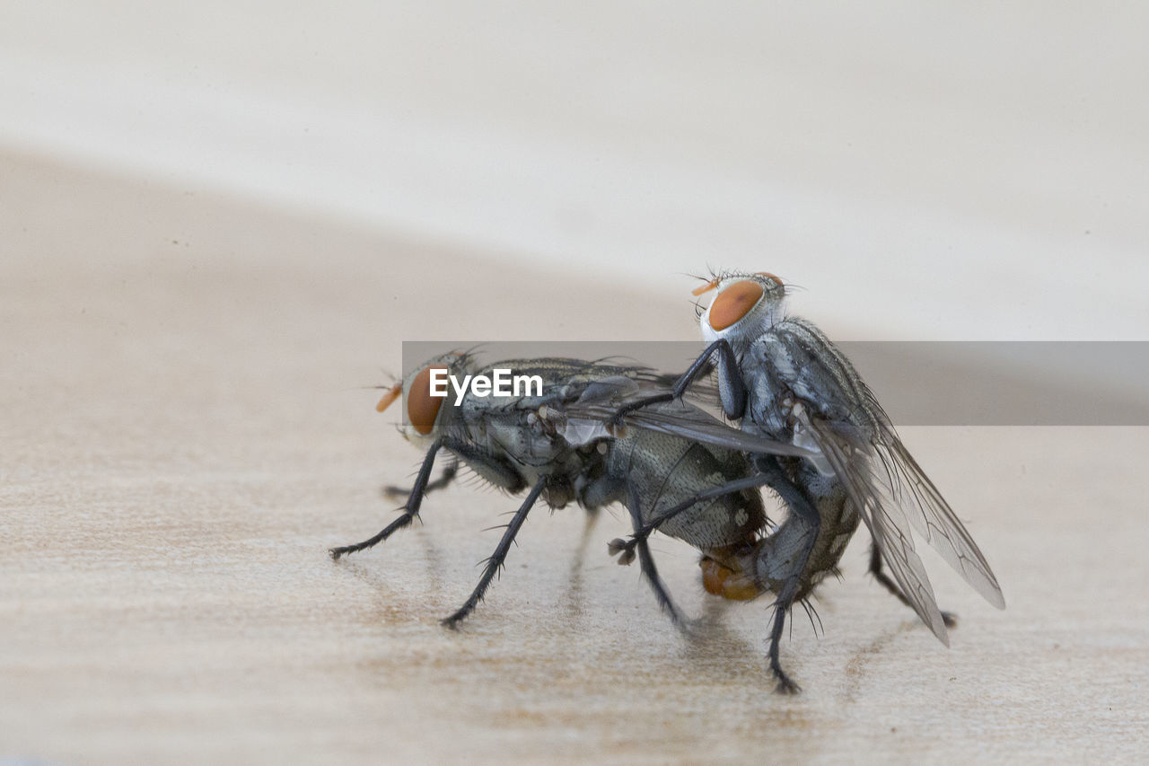 CLOSE-UP OF FLY ON WOOD