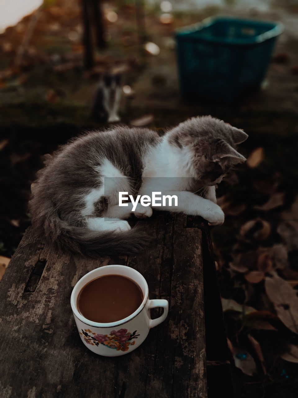 Close-up of cat sitting on table