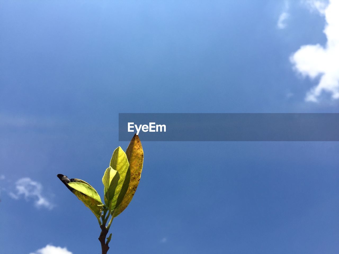 LOW ANGLE VIEW OF YELLOW FLOWERING PLANT AGAINST SKY