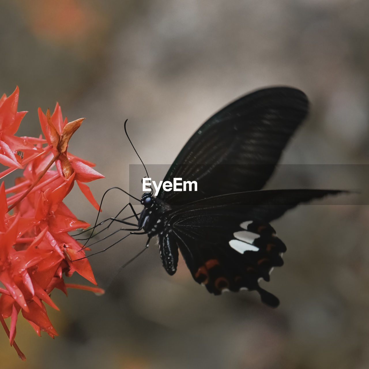 Close-up of butterfly pollinating on red flower