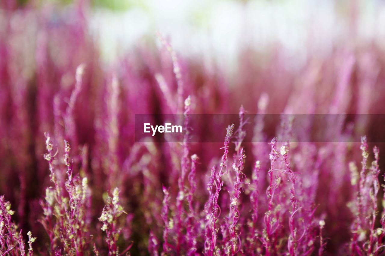 Close-up of purple  flowering plant