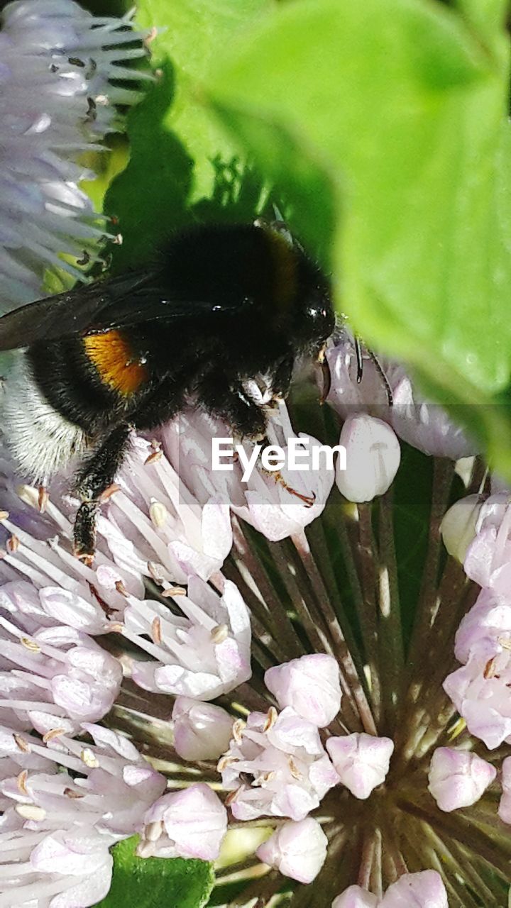 INSECT ON WHITE FLOWERS