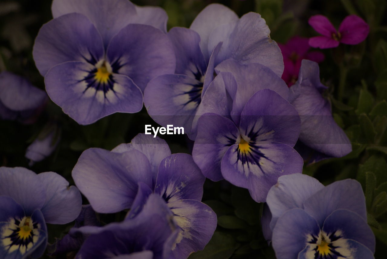 Close-up of purple flowering plant in park