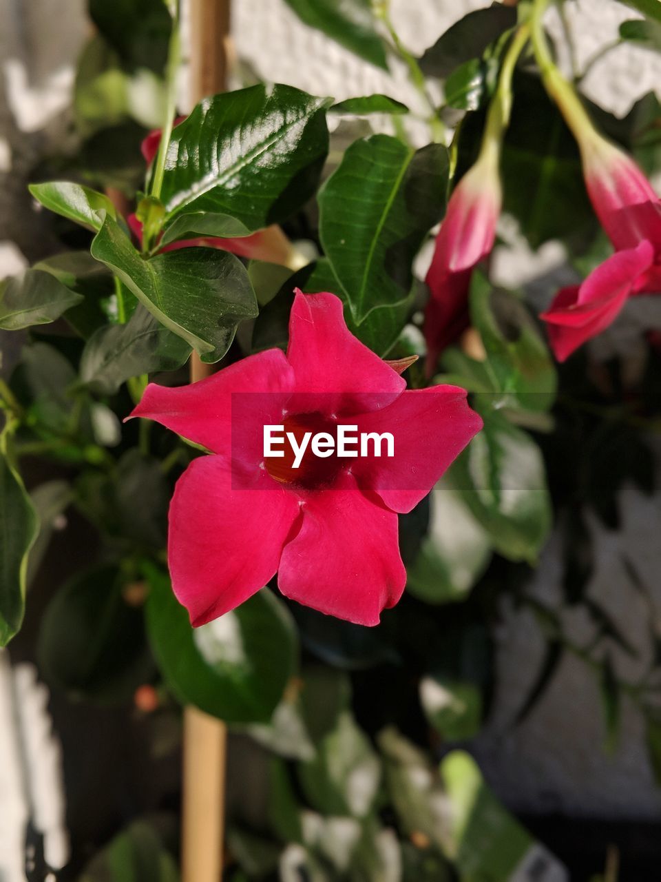 CLOSE-UP OF RED FLOWERING PLANT