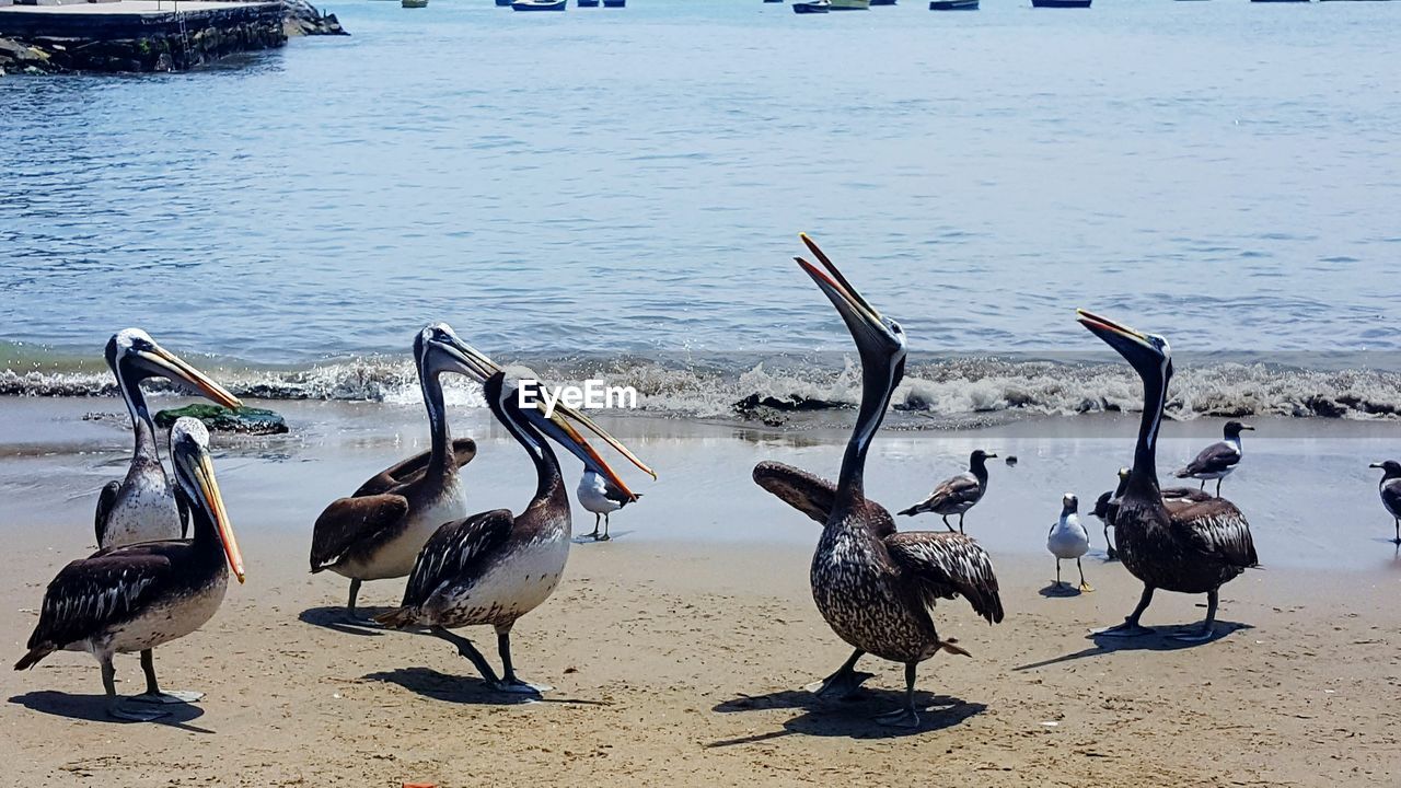 BIRDS ON BEACH BY LAKE