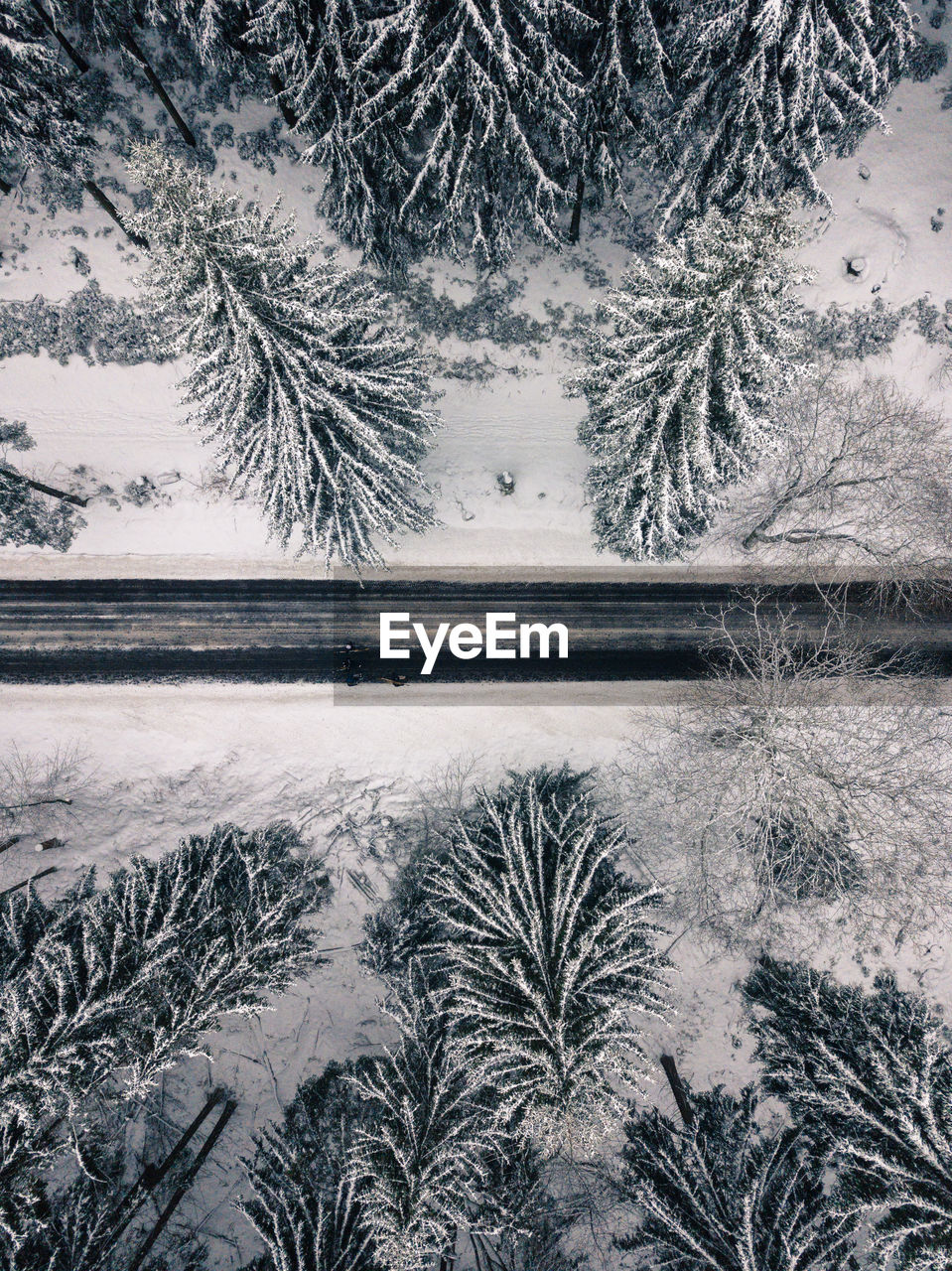 Trees in forest during winter