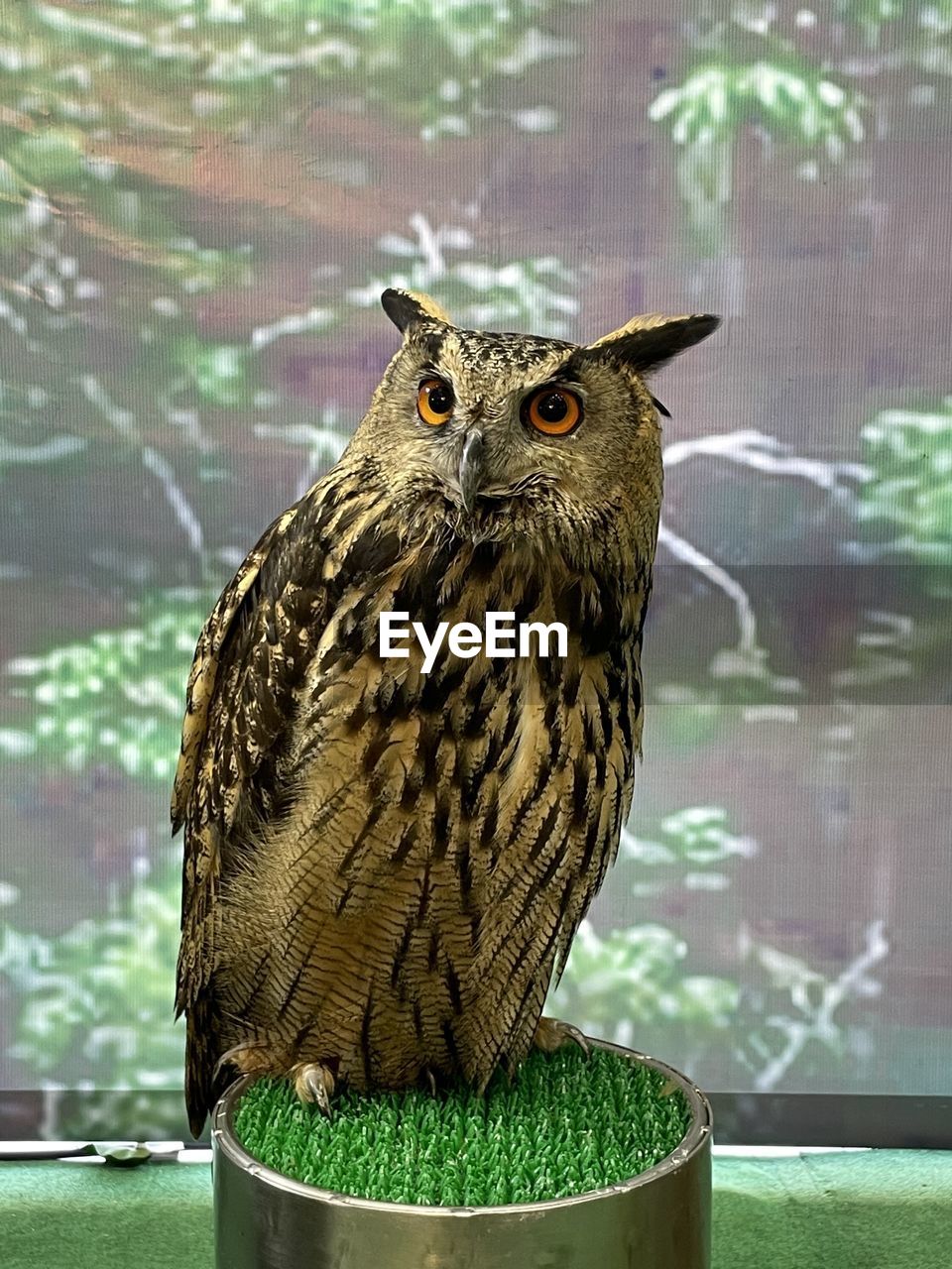 Close-up of owl perching outdoors