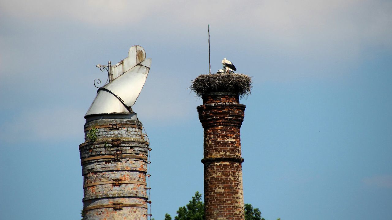 LOW ANGLE VIEW OF BIRD PERCHING AGAINST SKY