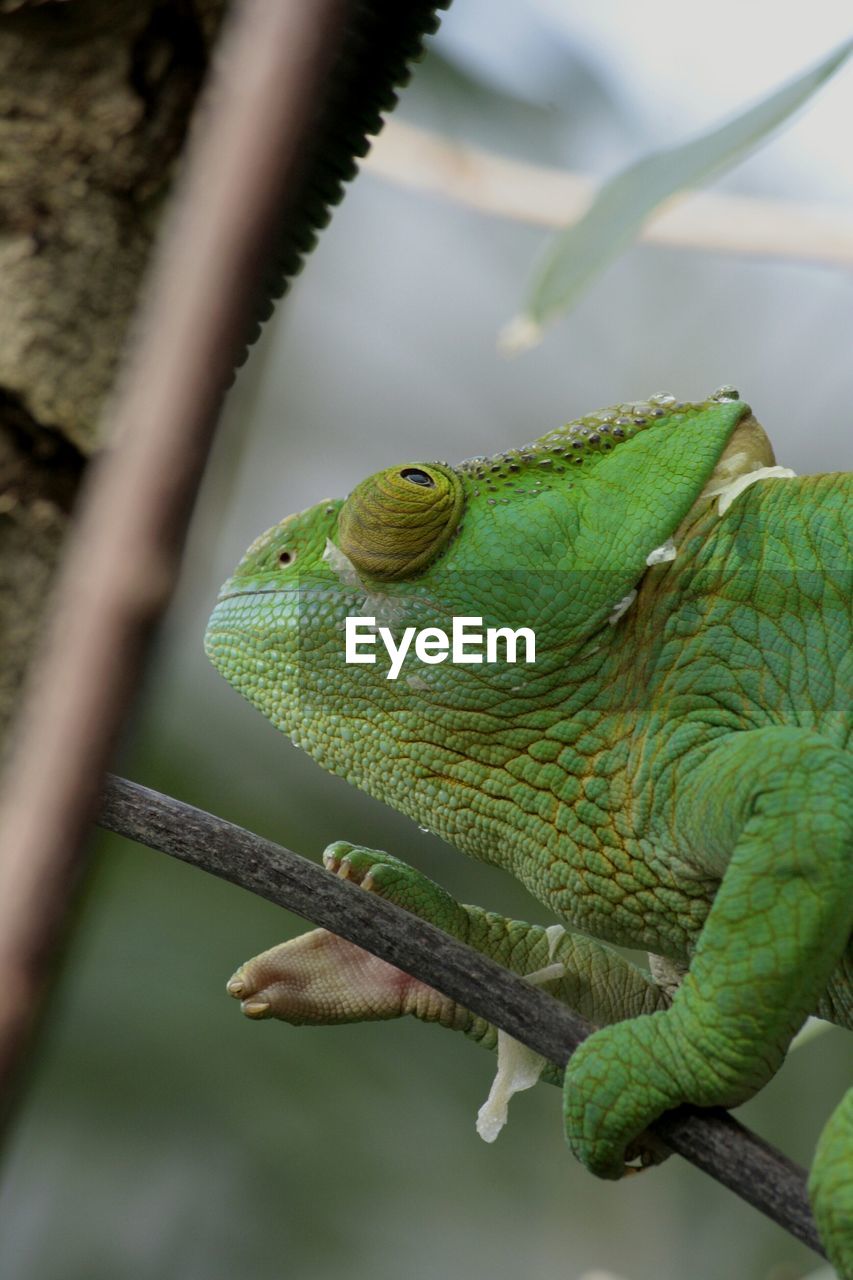 Low angle view of chameleon on tree