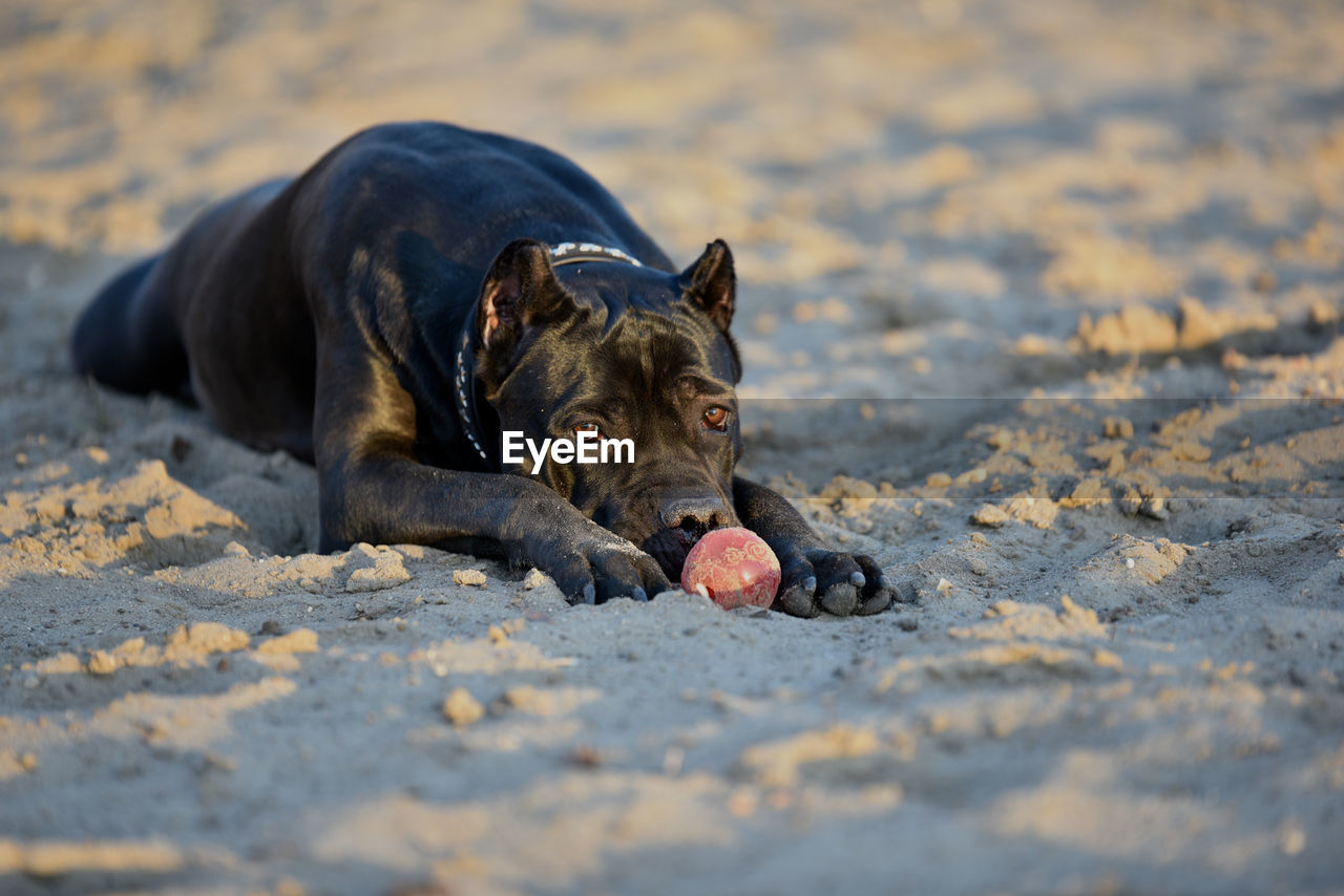 Black dog lying on sand with ball at beach