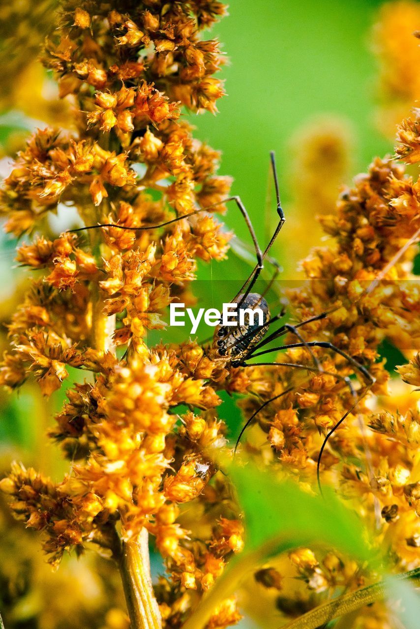 Close up of spider on flower