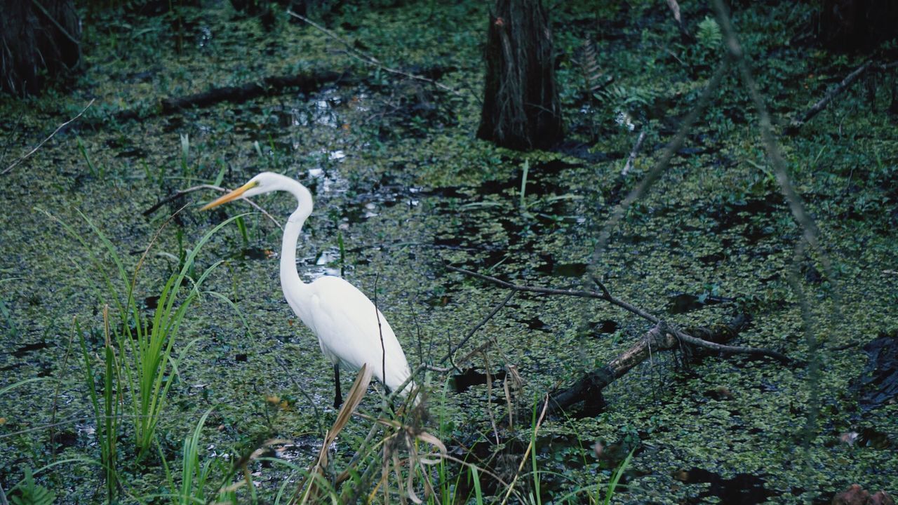 GRAY HERON IN WATER