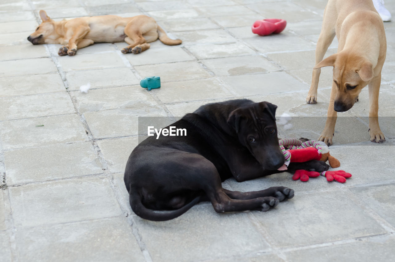 HIGH ANGLE VIEW OF DOG LYING DOWN ON FLOOR