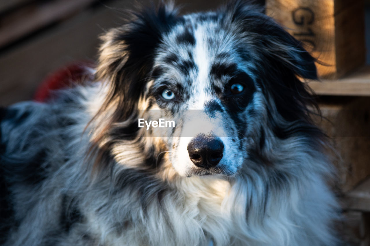 Close-up portrait of dog looking at camera