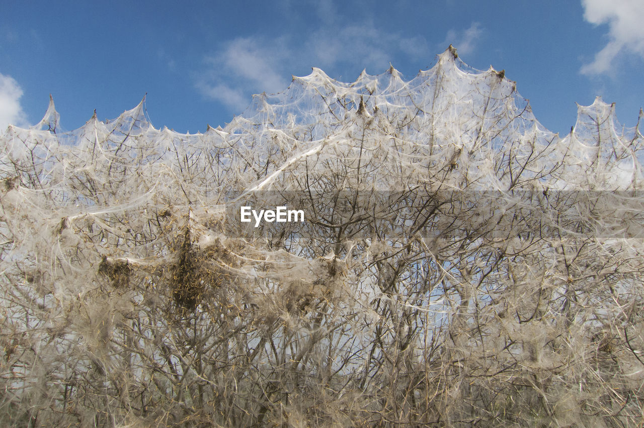 Spider moth canker worm weave in whole tree bush full from net.