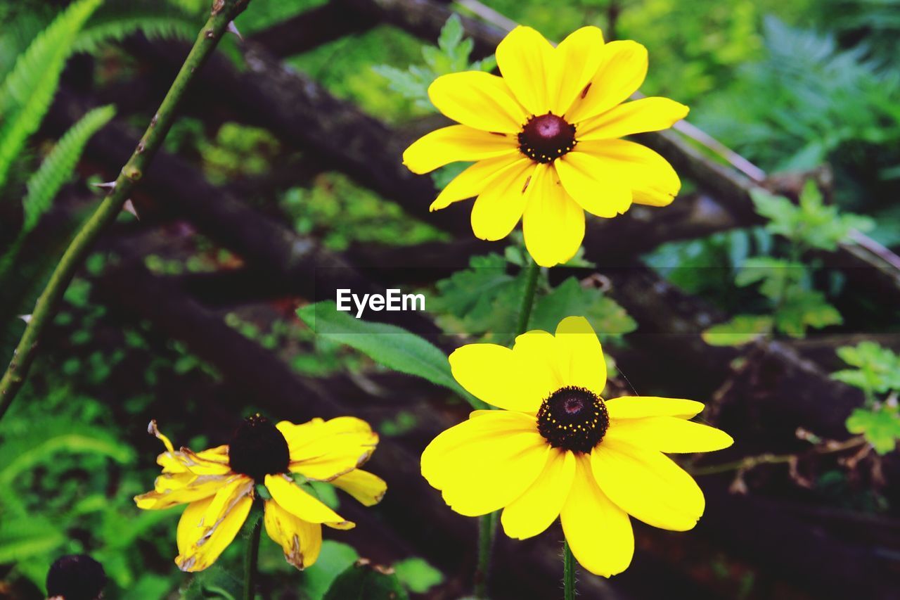 CLOSE-UP OF YELLOW FLOWERS BLOOMING OUTDOORS