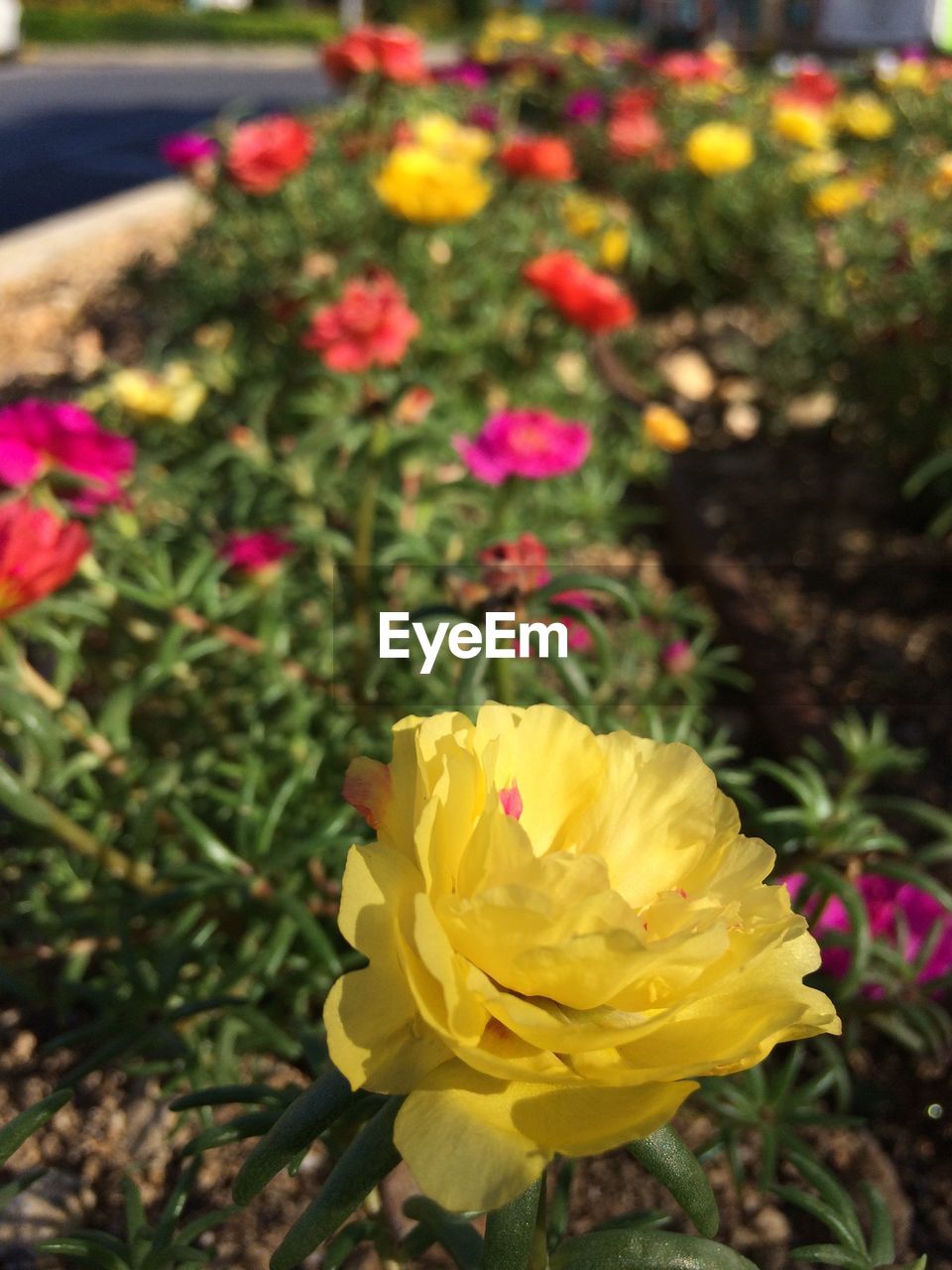 CLOSE-UP OF YELLOW FLOWERS BLOOMING
