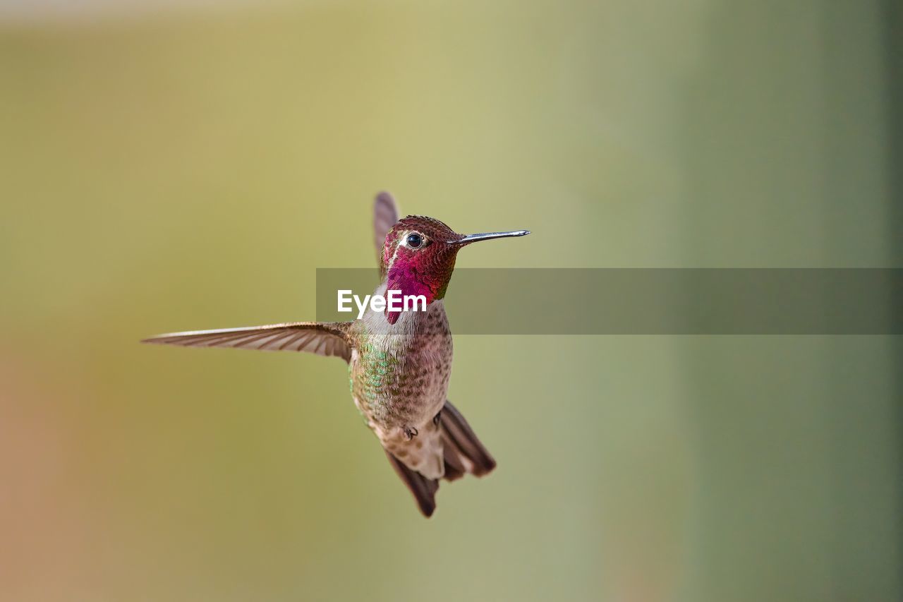 animal themes, bird, animal, hummingbird, animal wildlife, wildlife, one animal, flying, mid-air, beak, spread wings, close-up, no people, nature, motion, hovering, macro photography, beauty in nature, animal body part, day, focus on foreground, outdoors, wing, full length