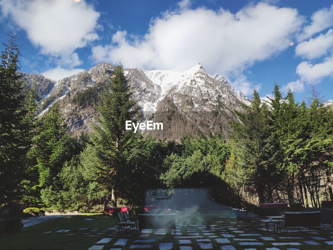 PANORAMIC VIEW OF TREES AND PLANTS IN FOREST