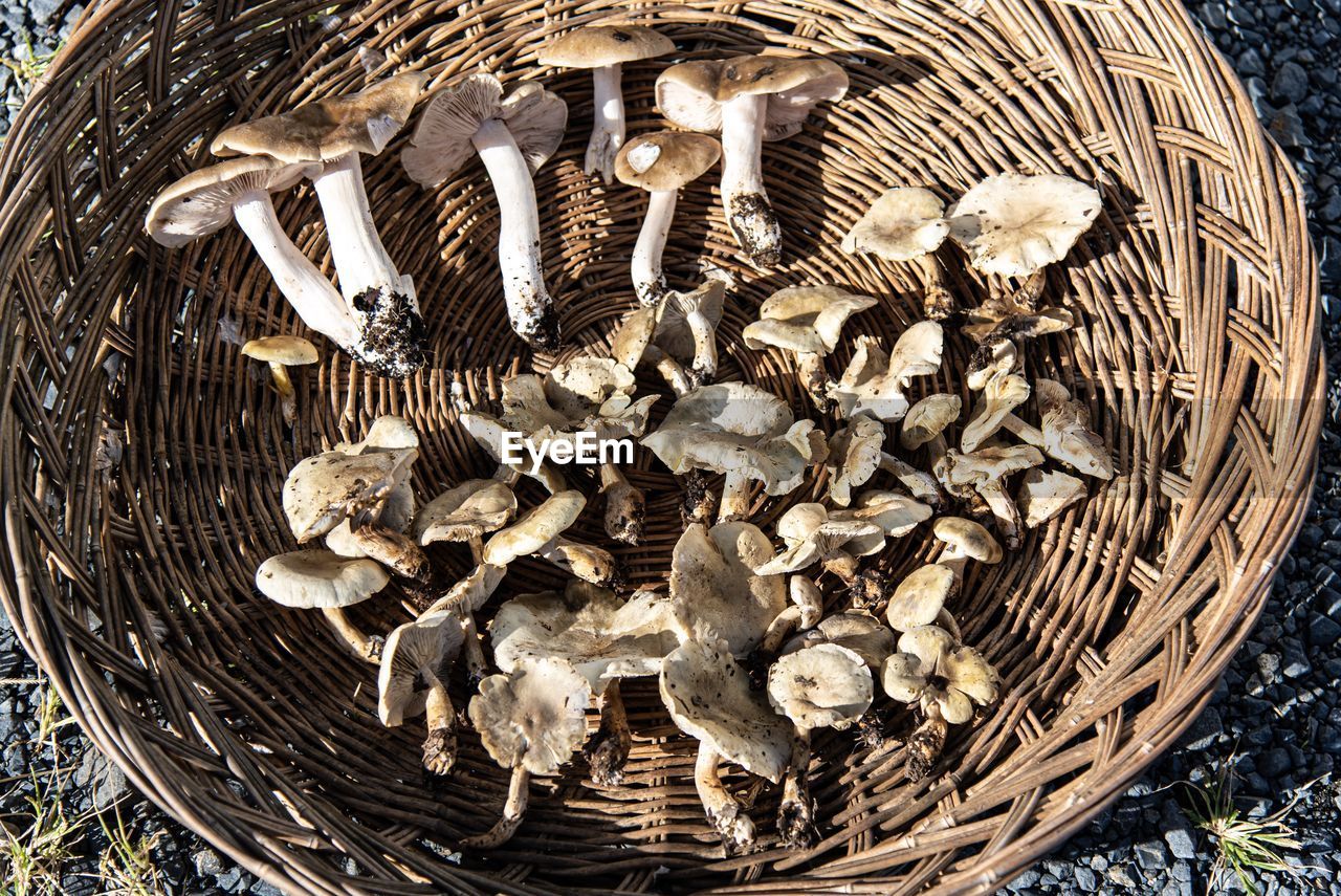 HIGH ANGLE VIEW OF MUSHROOMS