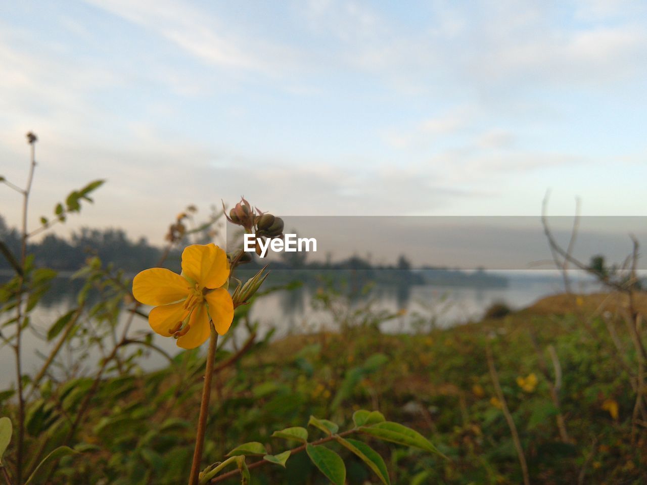 Yellow flower blooming on riverbank against sky