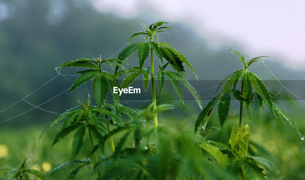 Close-up of wet cannabis growing in the fieldsa gainst sky