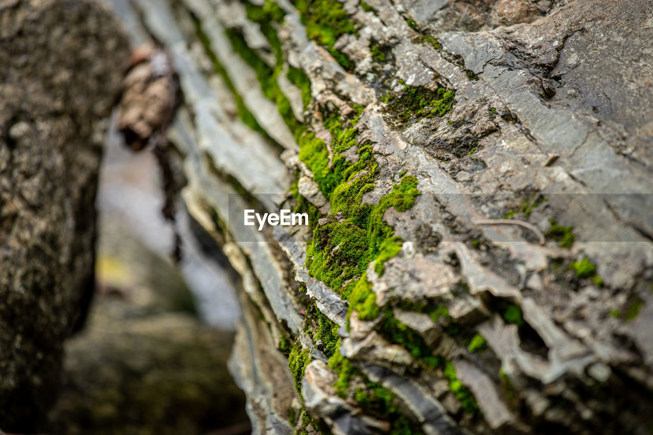 Close-up of moss growing on rock