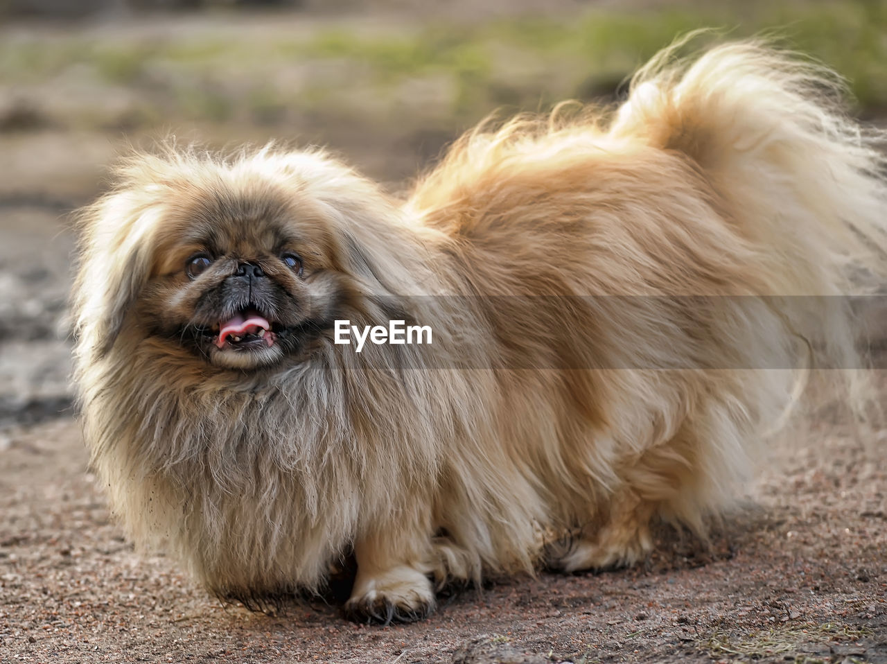 PORTRAIT OF DOG ON FIELD