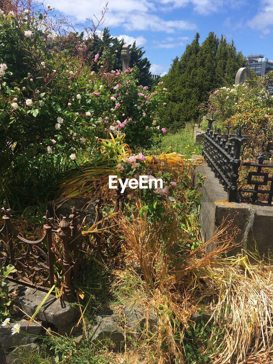 PLANTS AGAINST TREES