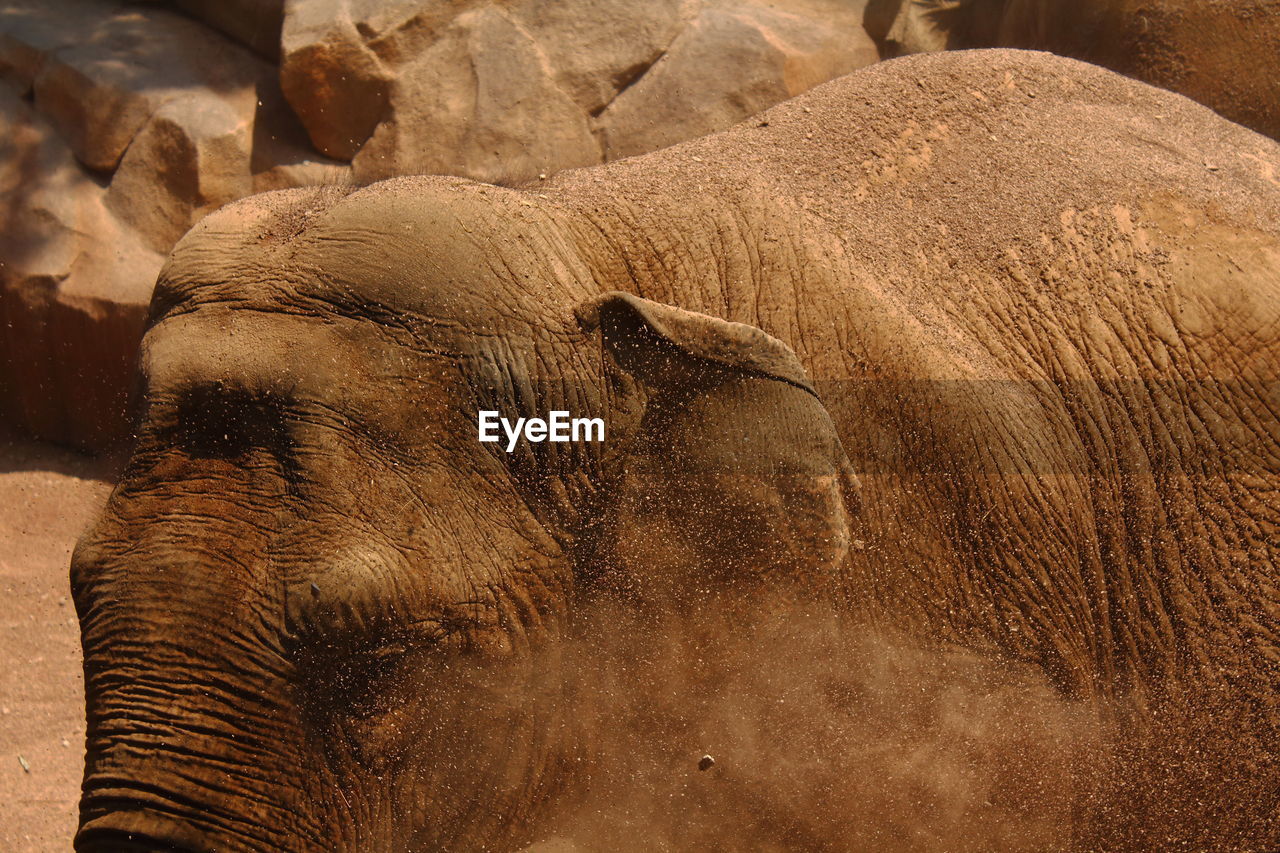 CLOSE-UP OF ELEPHANT ON LEAF