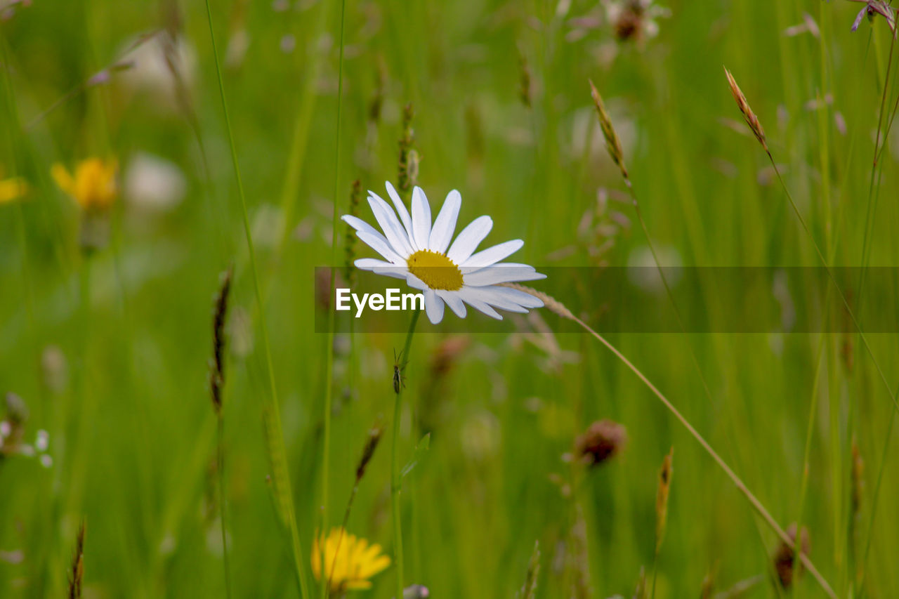 Close-up of white flowering plant on field oxeye daisy 