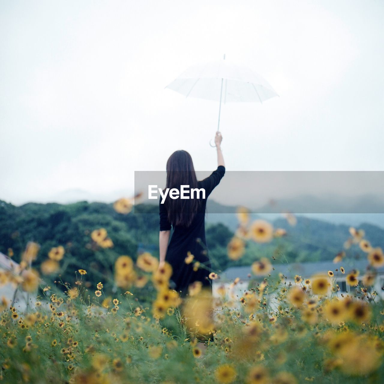 Rear view of a woman with umbrella at flower field