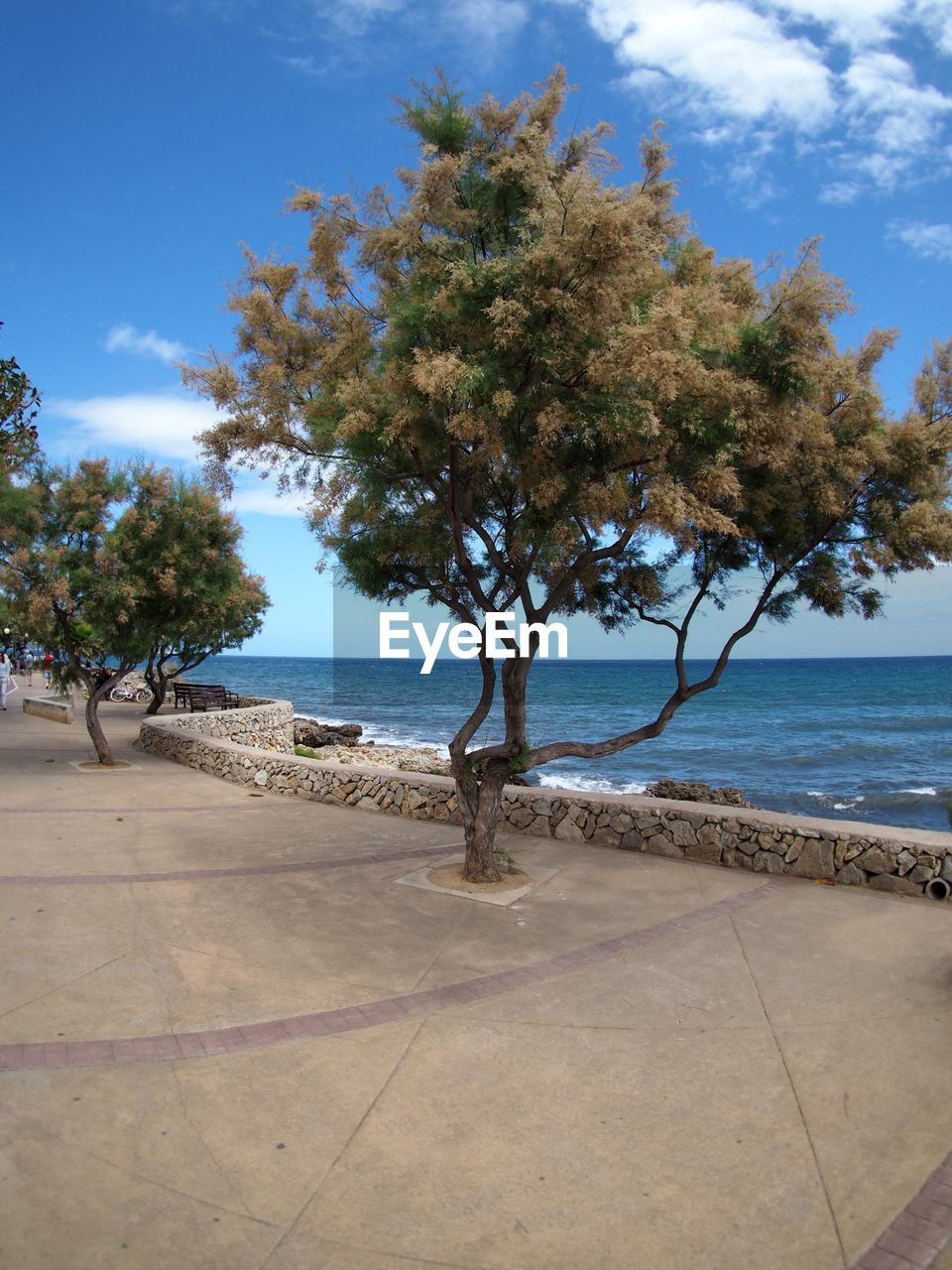 Tree by benches at sea shore against sky